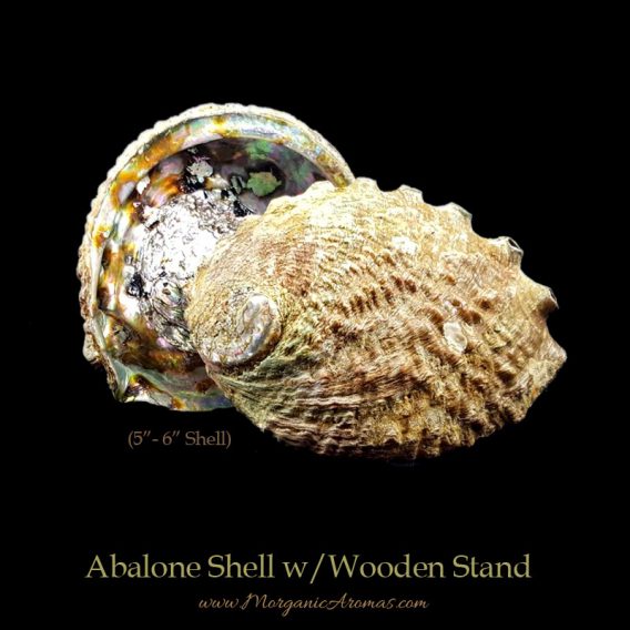 Abalone Shell with Wooden Tripod - Image 4
