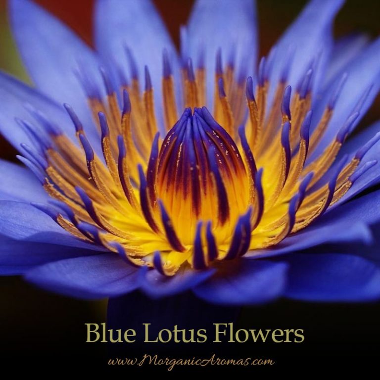 Blue Lotus Flowers SpecialTeas