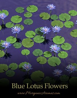 Blue Lotus Flowers - SpecialTeas