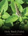Holy Basil aka Tulsi - SpecialTeas