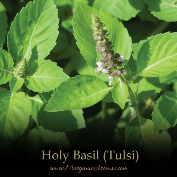 Holy Basil aka Tulsi - SpecialTeas