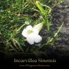 Incarvillea Sinensis - SpecialTeas