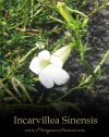 Incarvillea Sinensis - SpecialTeas