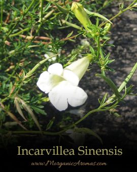 Incarvillea Sinensis - SpecialTeas