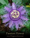 Passion Flower - SpecialTeas