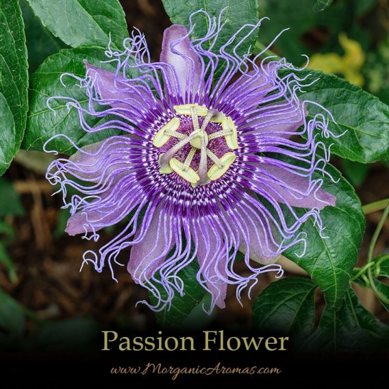 Passion Flower - SpecialTeas