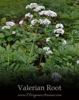 Valerian (Valeriana Officinalis) - SpecialTeas