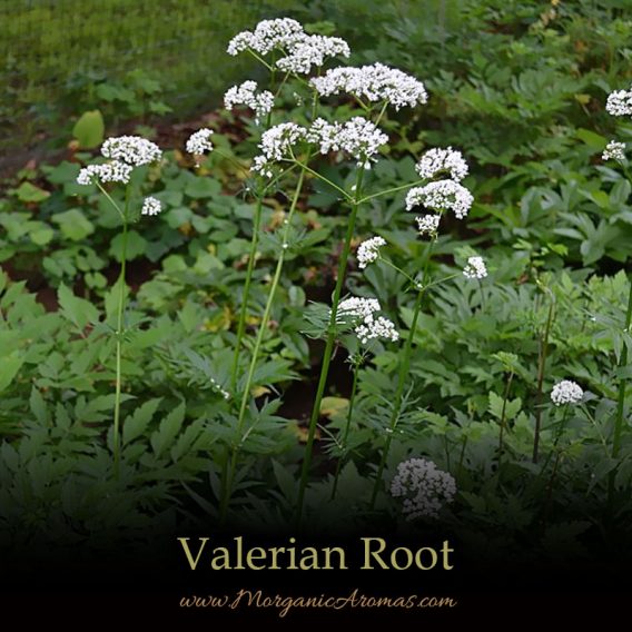 Valerian (Valeriana Officinalis) - SpecialTeas